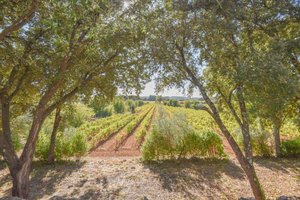 B&D France 10171 Provence (17).jpg